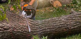 Trusted Nisswa, MN Tree Care Services Experts